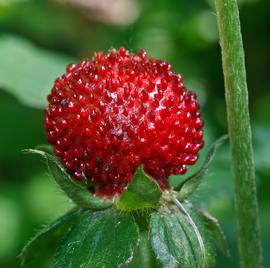   Fruit:   Fragaria vesca ; Photo by Pierre-Selim, flickr.com
